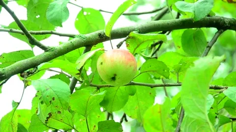 The apples in the garden. Stock Footage 66341317