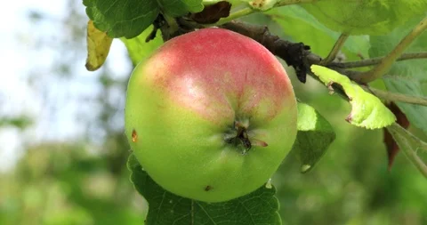 Apples in the garden Stock Footage 95275746