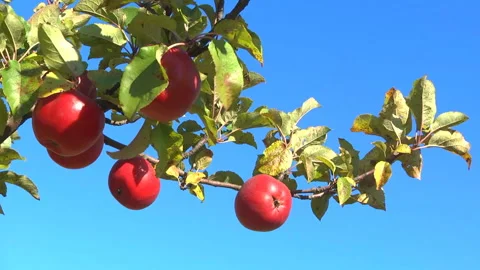 Apples in the garden Stock Footage 105748353