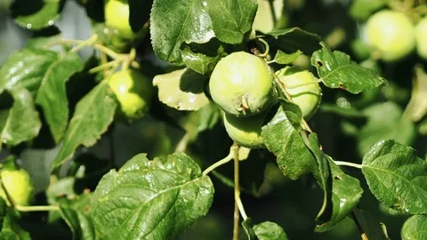 Apples in the garden Video stock 113325063