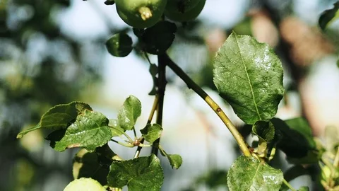 Apples in the garden Stock Footage 113325332