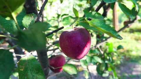 Apples in the garden Stock-Footage 146627140