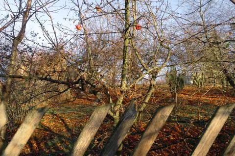 Apples in the garden Stock Photos