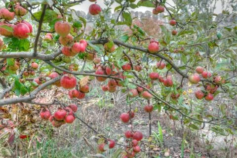 Apples in the garden Stock Photos