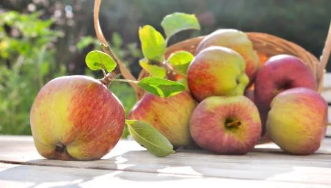 Apples from the garden Stock Photos