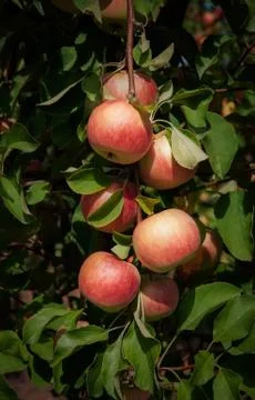 Apples in garden Stock Photos