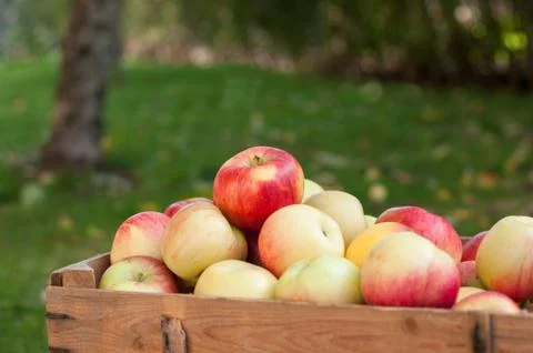 Apples in a garden Foto stock