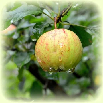 Apples in the garden Stock Photos