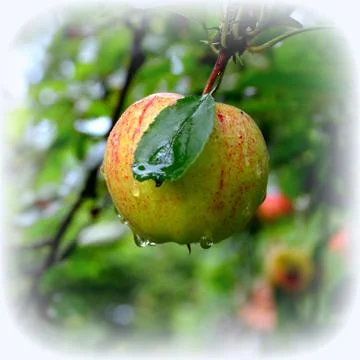 Apples in the garden Stock Photos