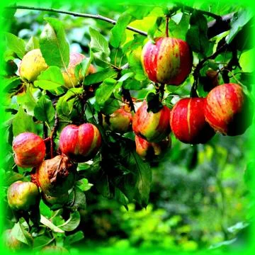 Apples in the garden Stock Photos