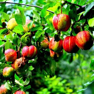 Apples in the garden Stock Photos