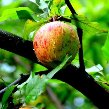 Apples in the garden Stock Photos
