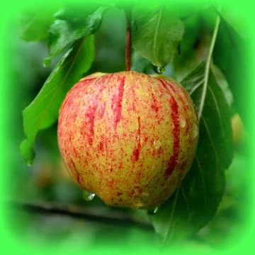 Apples in the garden Stock Photos