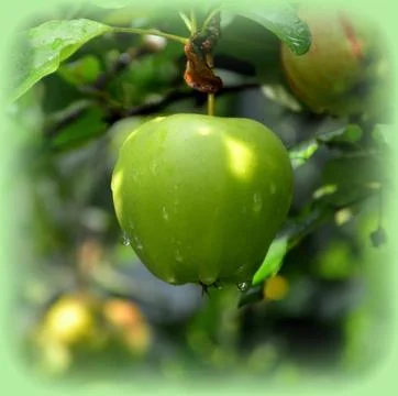 Apples in the garden Stock Photos