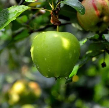 Apples in the garden Stock Photos
