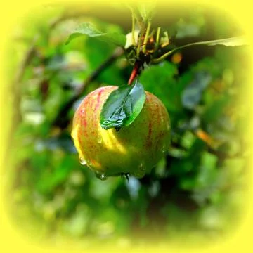 Apples in the garden Foto stock