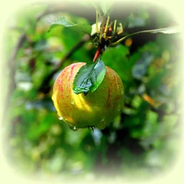 Apples in the garden Stock Photos