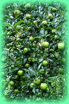 Apples in the garden Stock Photos