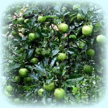 Apples in the garden Stock Photos
