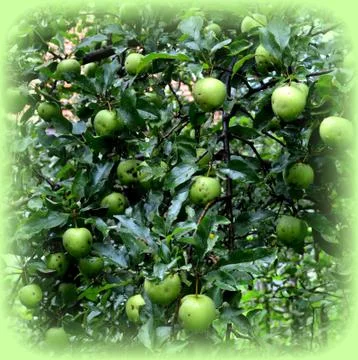 Apples in the garden Stock Photos