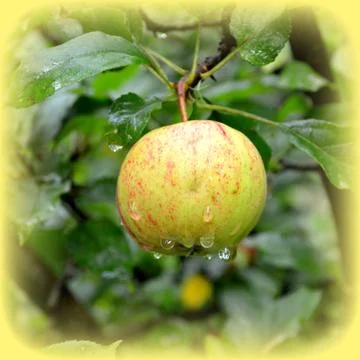 Apples in the garden Stock Photos