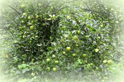 Apples in the garden Foto stock