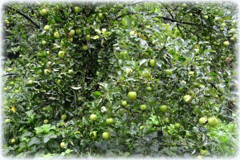 Apples in the garden Stock Photos