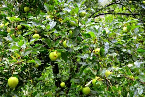 Apples in the garden Stock Photos