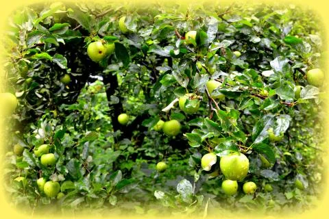 Apples in the garden Foto stock