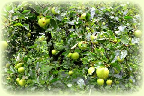 Apples in the garden Stock Photos
