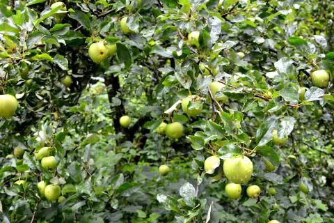 Apples in the garden Stock Photos