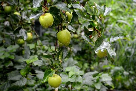 Apples in the garden Stock Photos