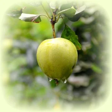 Apples in the garden Stock Photos