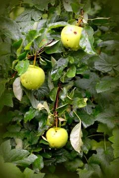 Apples in the garden Stock Photos