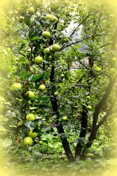 Apples in the garden Stock Photos