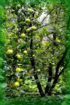 Apples in the garden Stock Photos