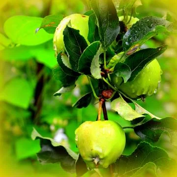 Apples in the garden Stock Photos