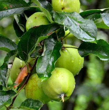Apples in the garden Stock Photos