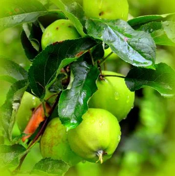 Apples in the garden Stock Photos