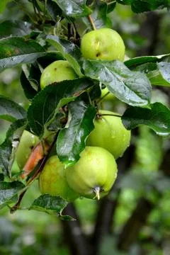 Apples in the garden Stock Photos