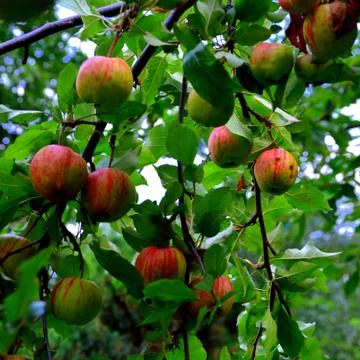 Apples in the garden Stock Photos