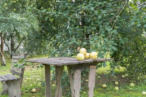 Apples in the garden Stock Photos