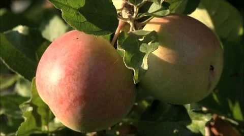 Apples in the garden, three shots Stock-Footage 10731629