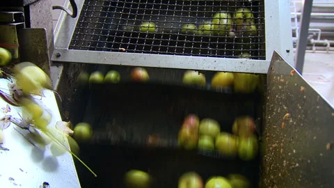 Apples go up the escalator for apples. Apple dumping machine. Closeup view Video stock 153924643