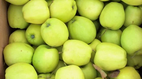 Apples of the grade golden delicious. Background of green apples Vídeo Stock 138633201