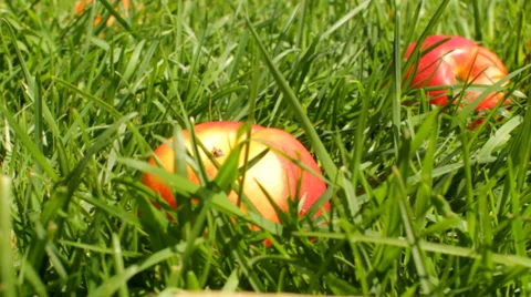 Apples on the grass Stock Footage 36087795