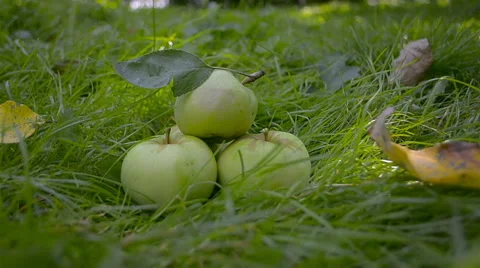 The apples on grass Stock Footage 52313465