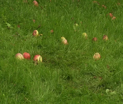 Apples on the grass 스톡 동영상 55148726