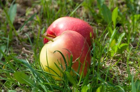 Apples on the grass Stock Photos
