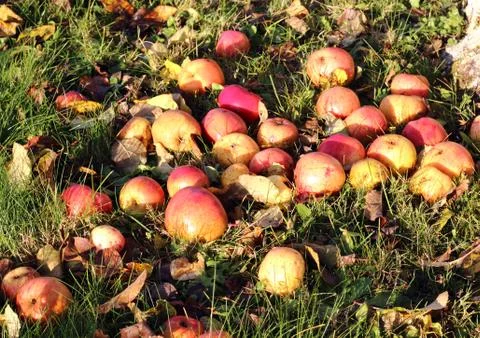 Apples on the grass Stock Photos